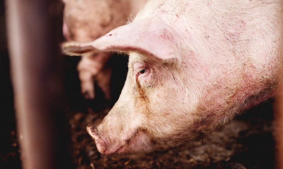 kilogram_poskupio_za_pola_marke__afri__ka_kuga_smanjila_ponudu_tovnih_svinja6.jpeg