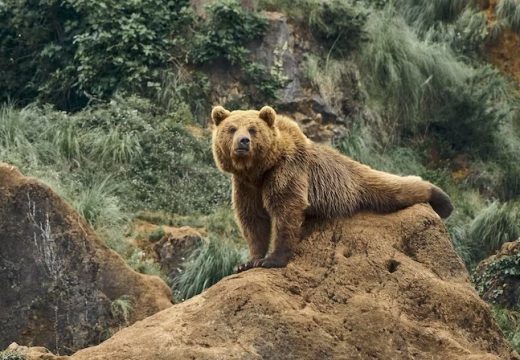 “Pazimo ih više nego ljude”