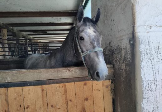 Nije prijavljen ni jedan slučaj brutalnog ubijanja konja