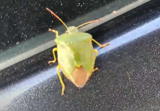 Ovi trikovi će zauvijek otjerati neželjene goste iz vašeg doma