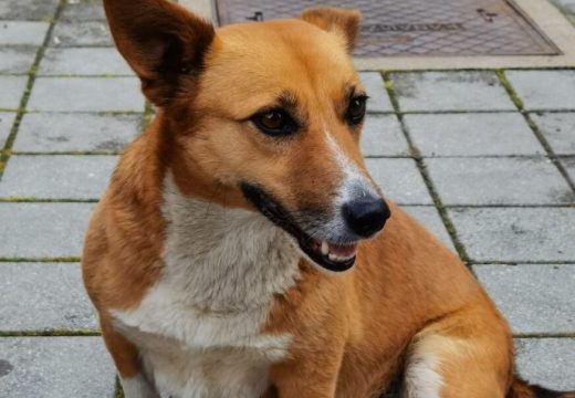 Ovo treba da uradite ako vas napadne pas