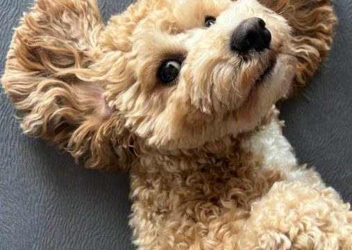 Bezbjednost na prvom mjestu: Evo kako da na ispravan način prevozite vašeg psa u automobilu