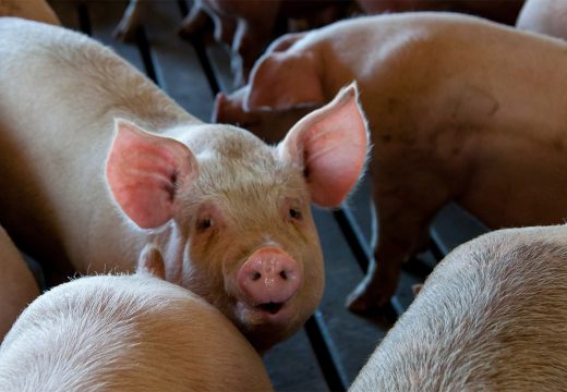 Pogledajte koje uslove je potrebno ispuniti za tradicionalni svinjokolj