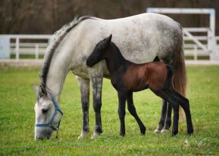 Prijedorska policija demantovala Njemački “Bild”: Netačne informacije o masakru konja