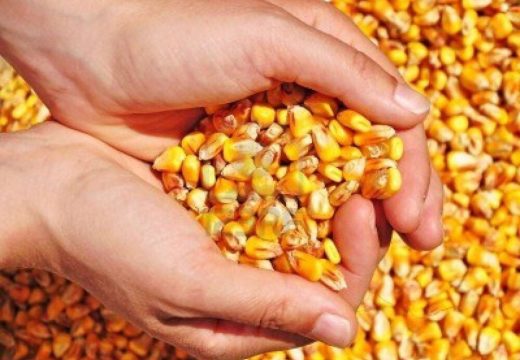 Prinos kukuruza do osam tona, cijena 300 KM