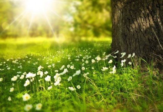 Sunčano i veoma toplo: I sutra pravo proljeće u oktobru