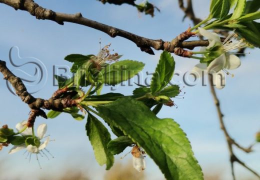 SEMBERIJA: Kraj oktobra, a kao da je proljeće ili rano ljeto (Foto)