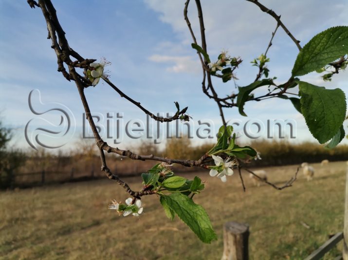 semberija__kraj_oktobra__a_kao_da_je_prolje__e_ili_rano_ljeto__foto_41.jpeg