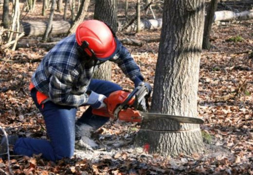 Stablo usmrtilo drvosječu