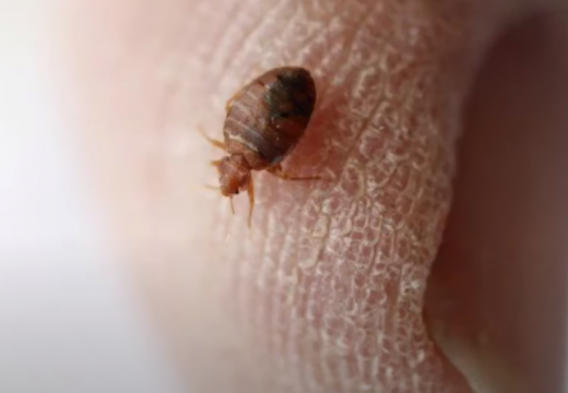 U Republici Srpskoj nema razloga za strah: Stjenice su postale redovni podstanari u domaćinstvu