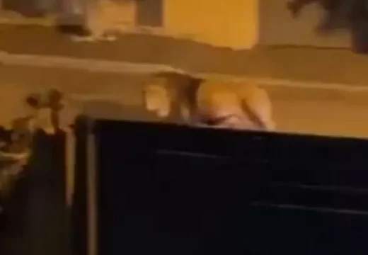 Italija: Uhvaćen lav koji je pobjegao iz cirkusa