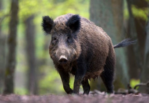 Automobilom udario divlju svinju: Na pasatu pričinjena materijalna šteta