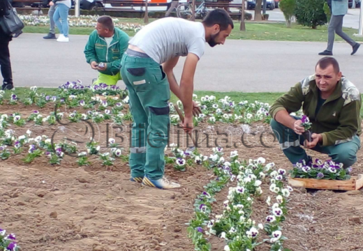 Bijeljina: Ljubičice ispred Gradske uprave (Foto)