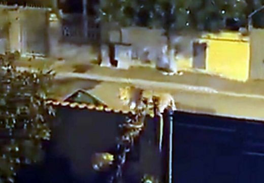 Uzbuna kod Rima, ZVIJER NA ULICAMA: Lav pobjegao iz cirkusa, policija ga aktivno traži, stiglo upozorenje za građane (Video)