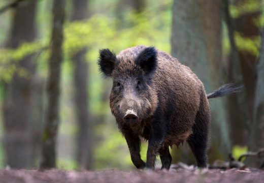 Automobilom udario divlju svinju: Na “pasatu” pričinjena materijalna šteta