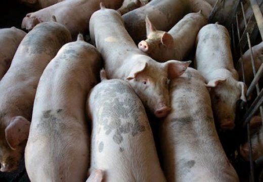 Slab svinjokolj u Semberiji: Prvi put da domaćin nije rasprodao sve svinje