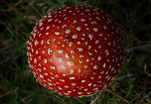 Spremila porodici ručak od otrovnih gljiva: Troje umrlo, optužena za ubistvo