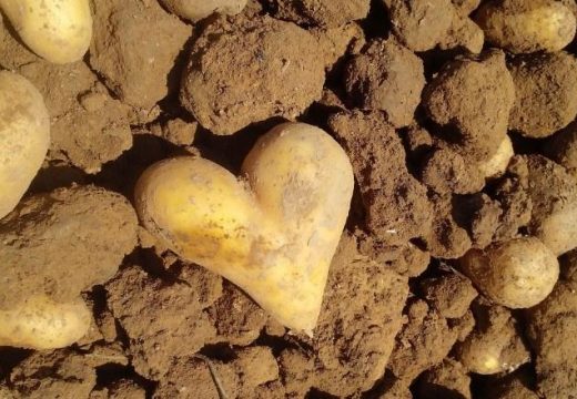 Nadaleko poznat krompir: Pokrenuta inicijativa o zaštiti geografskog porijekla glamočkog krompira