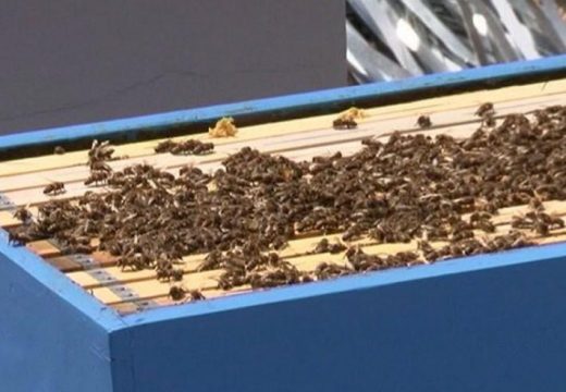 Pčelari ove godine dobili rekordne podsticaje: Rekordni podsticaji za pčelare