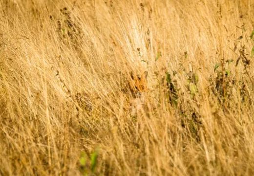 “Stručno kamuflirana”:  Samo rijetki za 10 sekundi uoče lisicu na fotografiji