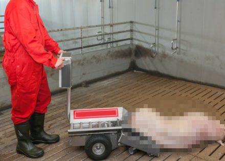 Ministarstvo poljoprivrede: Isplaćeno 1.582.103 KM za štete od svinjske kuge