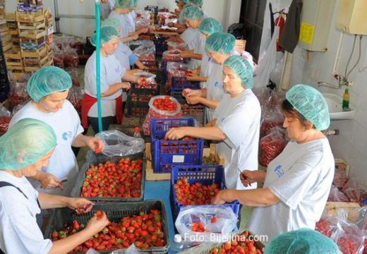 Sve što je otkupljeno odmah je i plaćeno: Bijeljinski “Spektar drink” ispunio plan otkupa voća i povrća