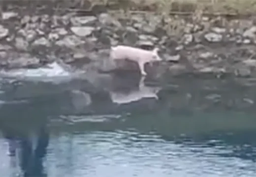 Gacko: Prase sa ražnja  pobjeglo u rijeku (Video)