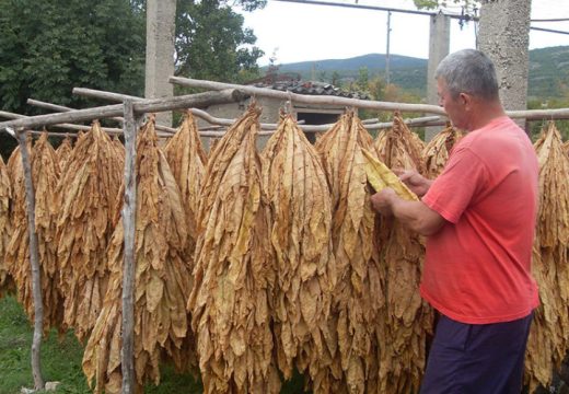 Semberci očekuju veću podršku: Proizvodnja duvana na koljenima