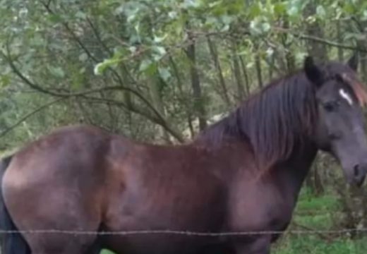 Gdje će vam duša!?:  Ocu četvoro djece ukraden konj – Odvajao sam marku po marku