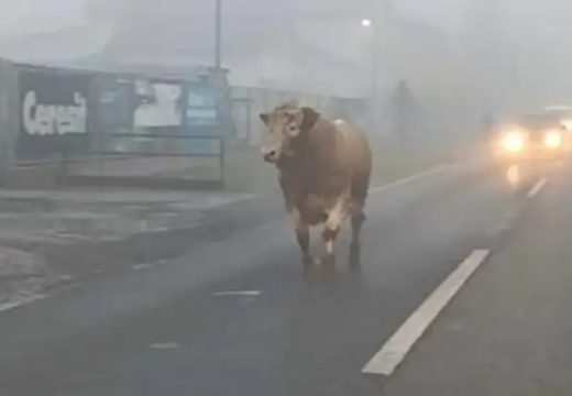 Nesvakidašnja scena: Bik trči ulicom, vozači iznenađeni