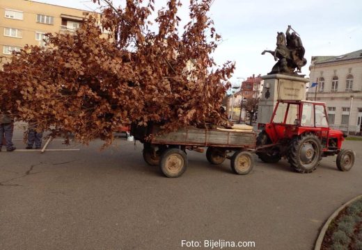 Foto vijest: Priprema badnjaka