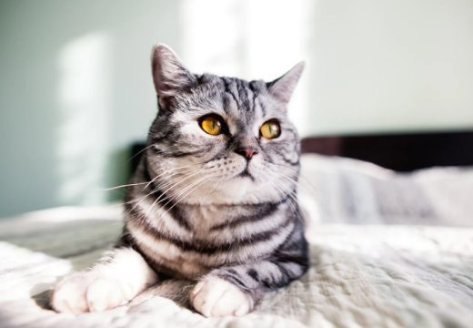 Jedno od najčešće postavljenih pitanja: Koliko često treba kupati mačku?