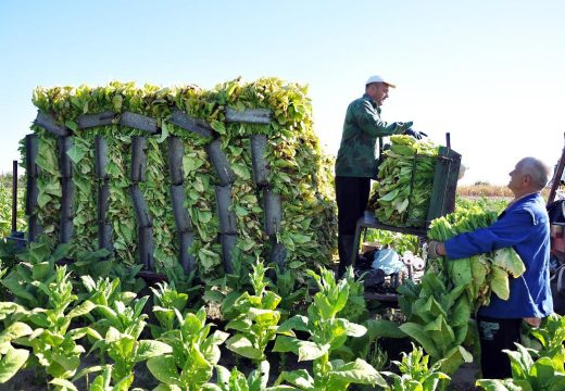 Svetozar Mihajlović, osnivač i vlasnik preduzeća „Duvan“ AD: Hoće li na našim njivama duvan uskoro brati Nepalci i radnici iz Bangladeša?