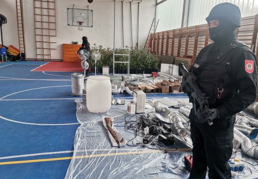 Bijeljina: Zaplijenjeno 270 stabljika indijske konoplje, dvoje uhapšenih (Foto)