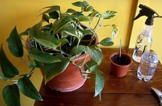 Čudotvorni rastvor koji nazivaju “infuzijom” za biljke: Uz ovaj trik oporavite požutjelo i osušeno sobno cvijeće, za 2 dana će POČETI DA BUJA