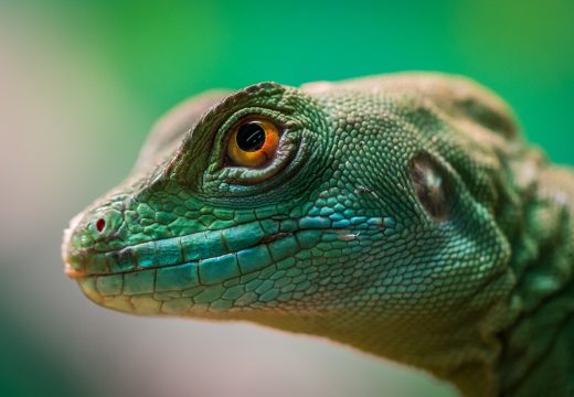 Otkrivena nova vrsta guštera, dobio ime po frontmenu “Mejdena”