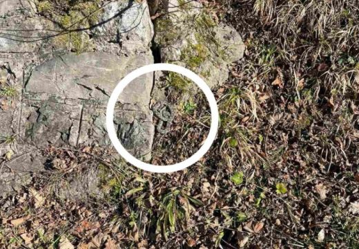 “Blaga zima obično poremeti prirodne cikluse”: Poskoci se bude iz zimskog sna