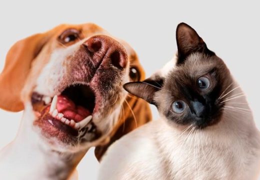 Prijateljski okršaj mačke i psa: Evo ko je izvukao deblji kraj (Video)