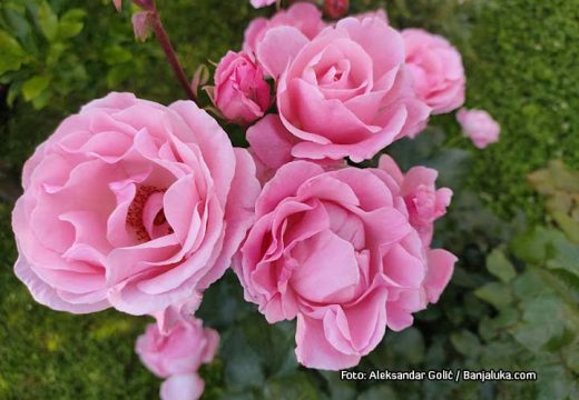 Ljubav sa divljenjem: Evo kakvu simboliku nose ovo vrste cvijeća ako ih poklanjate damama za Dan zaljubljenih