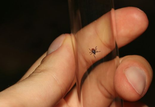 Dom zdravlja: Krpelji već grizu