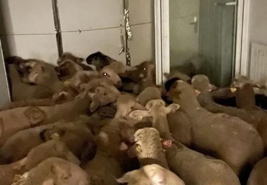 “Majka ga je ostavila i pobjegla sa drugim čovjekom”: Vlasnik imanja kojem je dječak pobio ovce sjekirom iznio jezive detalje