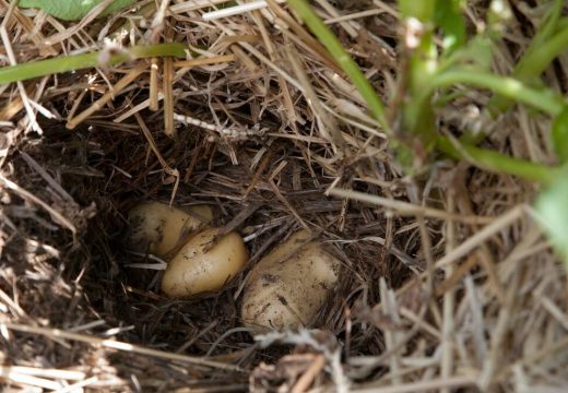 Korisni savjeti: Kako da posadite krompir na travi ili kako do njega bez motike? (Video)