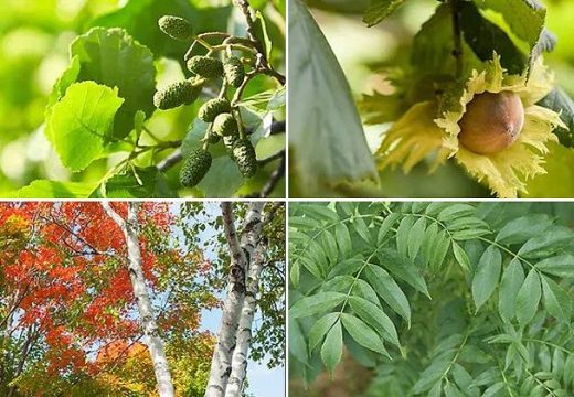 Astrologija: Saznajte koje vas drvo predstavlja u keltskom horoskopu