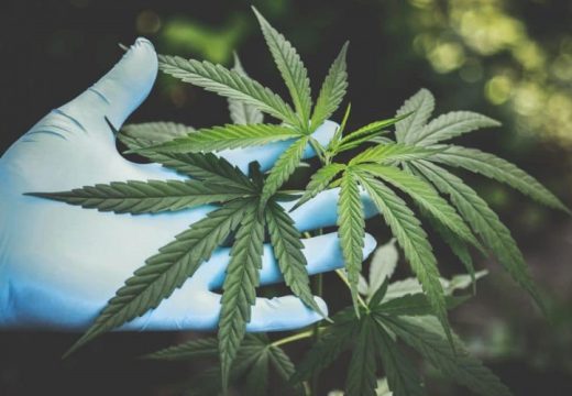 U Srpskoj izdato 27 odobrenja za uzgoj industrijske konoplje: Interes bi bio i veći, ali postoji problem