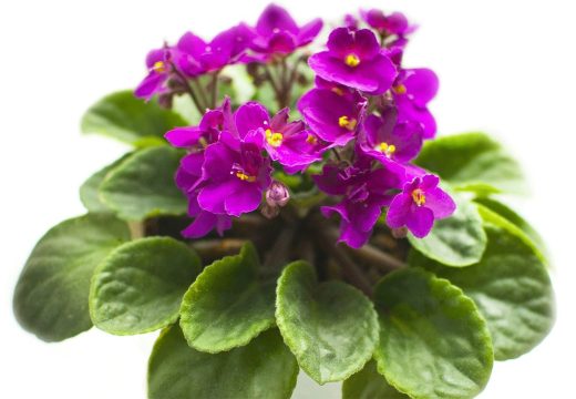 Savjeti: Ljubičice zalivajte ovim eliksirom, cvjetaće bujnije nego ikad prije