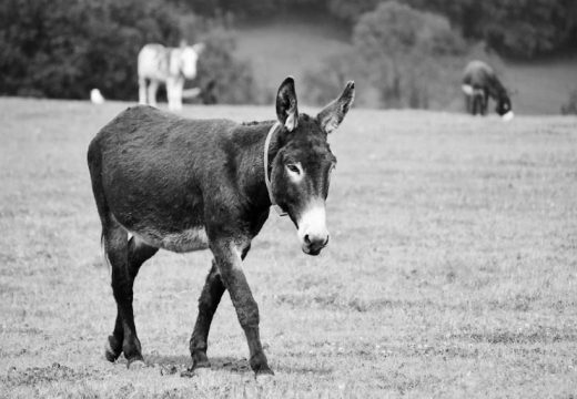 Nesvakidašnja nezgoda: Na putu Banjaluka-Prijedor nastradao magarac