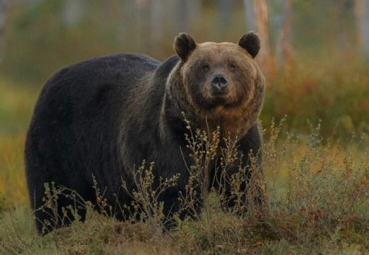 Šar-planina: Medvjed ugrizao skijašicu