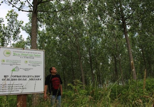 Zapuštene njive: Parcele pored Save pretvaraju u zasade kanadske topole