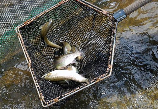 Neophodna jača podrška nadležnih: Domaća pastrmka osvaja strana tržišta