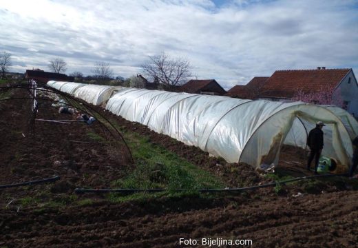 Sa semberskih njiva:  Nema dovoljno vlage u zemljištu, ima puno glodara